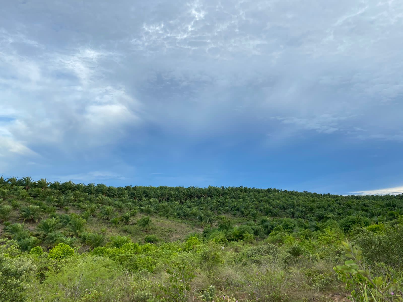 Ilustrasi kasus lahan di Desa Ramba