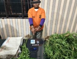 Satres Narkoba Polres Tanah Karo Ringkus Petani Di Desa Selandi Kecamatan Payung Kabupaten Karo, Sita Sabu Dan Tanaman Ganja