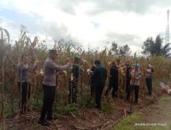 Komitmen Dukung Program Ketahanan Pangan Polres Pakpak Bharat Dan Stackholder Terkait Lakukan Panen Raya.