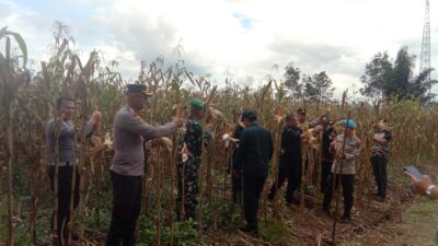 Komitmen Dukung Program Ketahanan Pangan Polres Pakpak Bharat Dan Stackholder Terkait Lakukan Panen Raya.